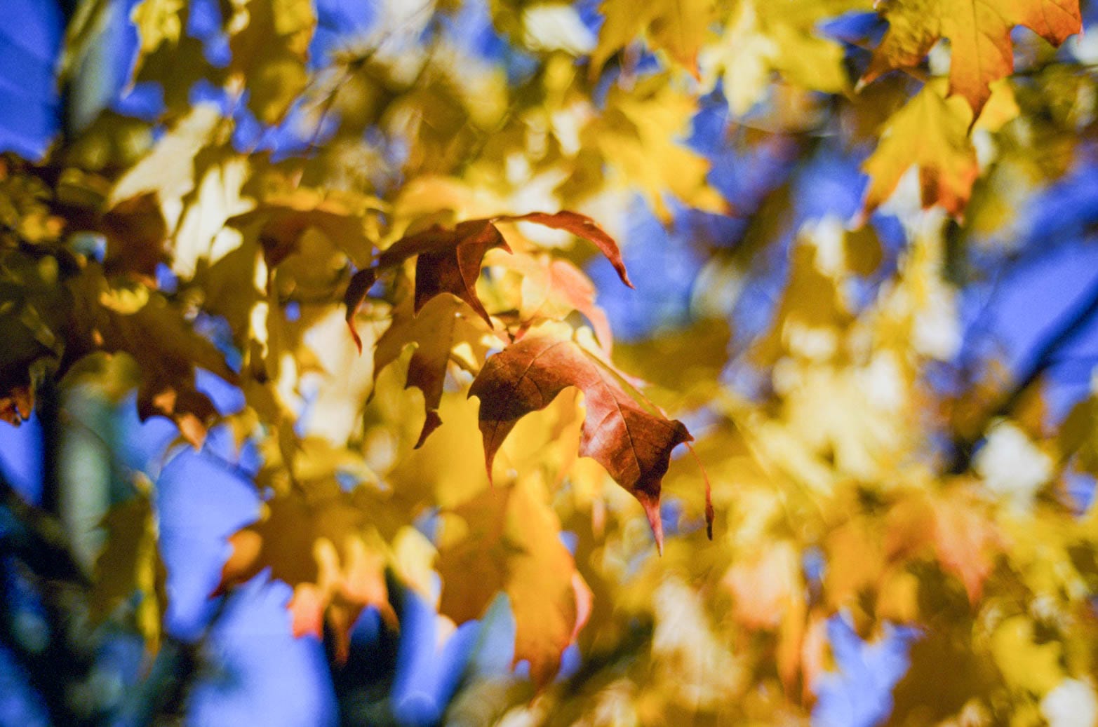 Fall leaves photographed with a Nikon F4