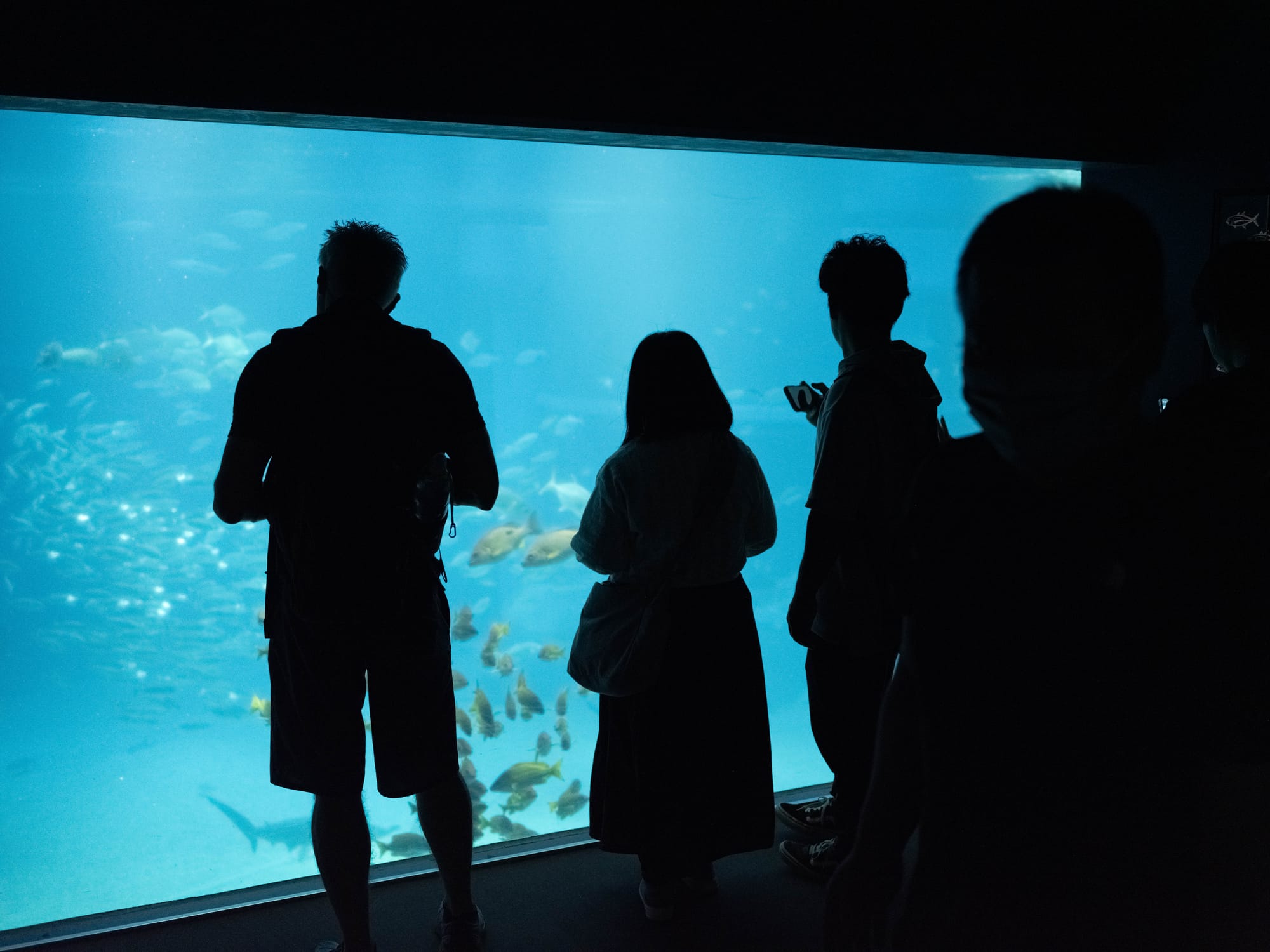 Silhouettes at Osaka Aquarium photographed with a Fujifilm GFX100S